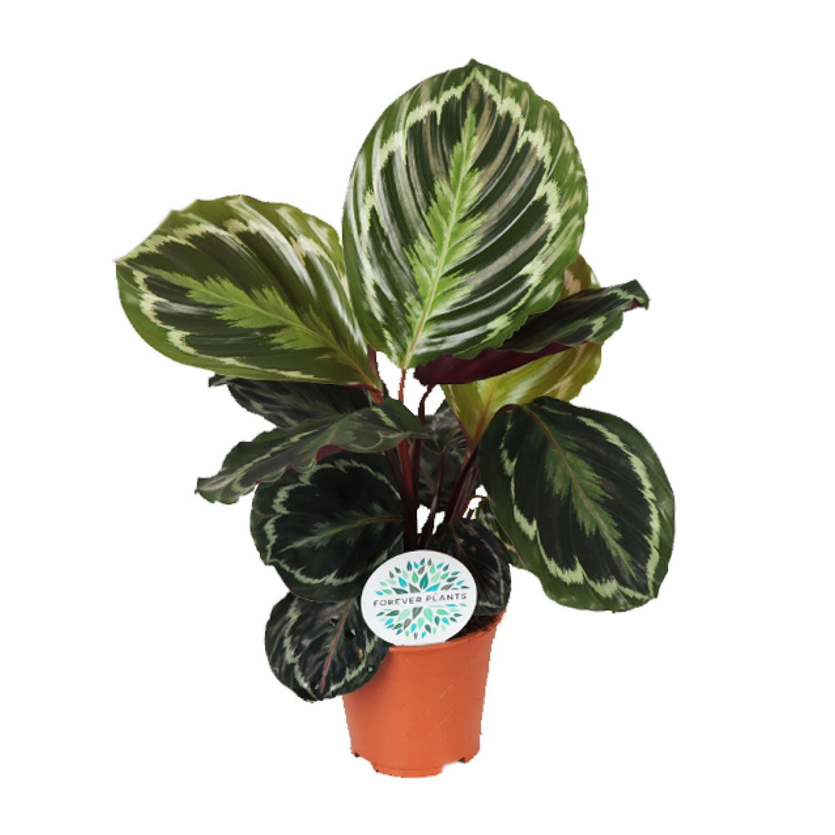Productfoto van Calathea Medallion