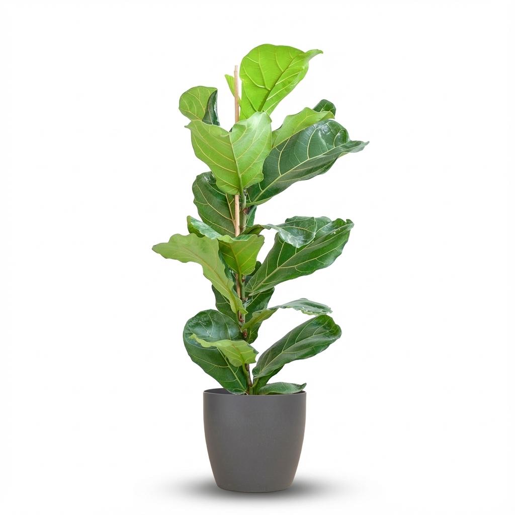 Ficus Lyrata met grijze pot, detail van het blad