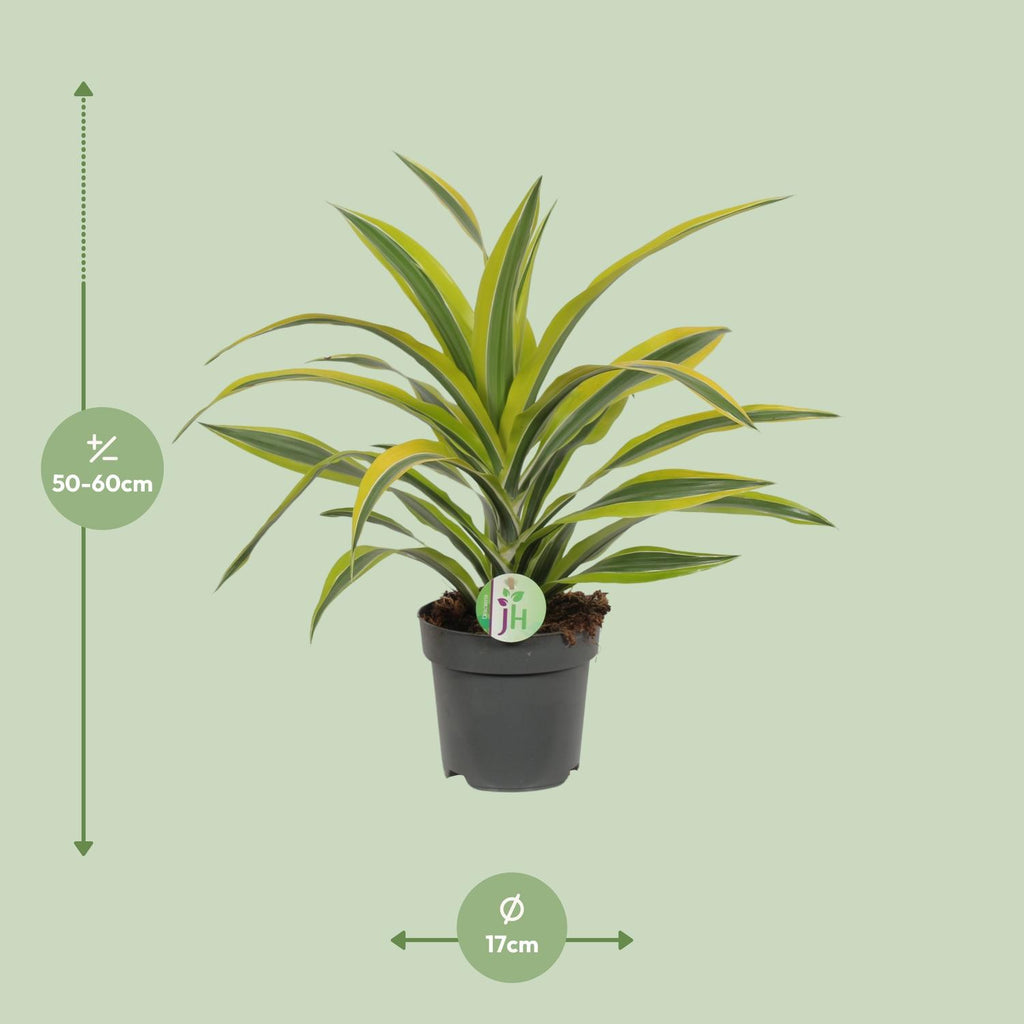 Detailfoto van Dracaena Fragrans Lemon Lime