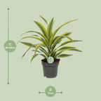 Detailfoto van Dracaena Fragrans Lemon Lime