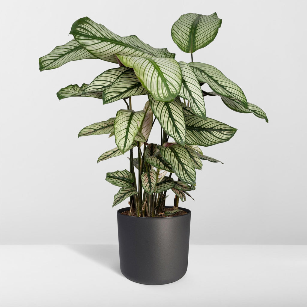 Detailfoto van Calathea Whitestar - Pauwenplant