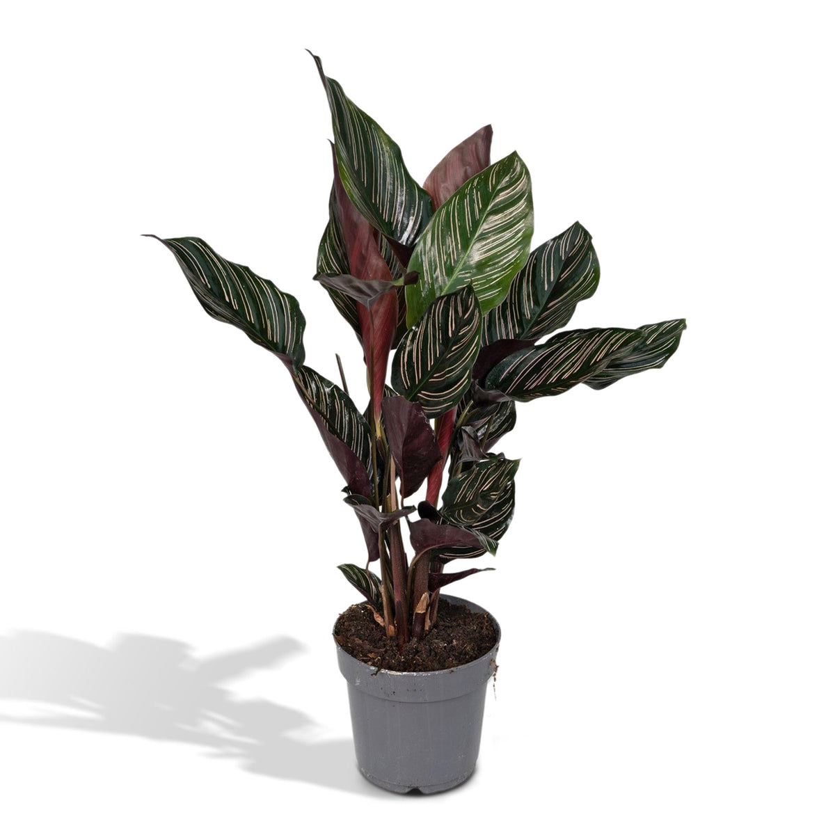 Calathea ornata, kamerplant met gestreept blad, 50 cm hoog, detail van het blad