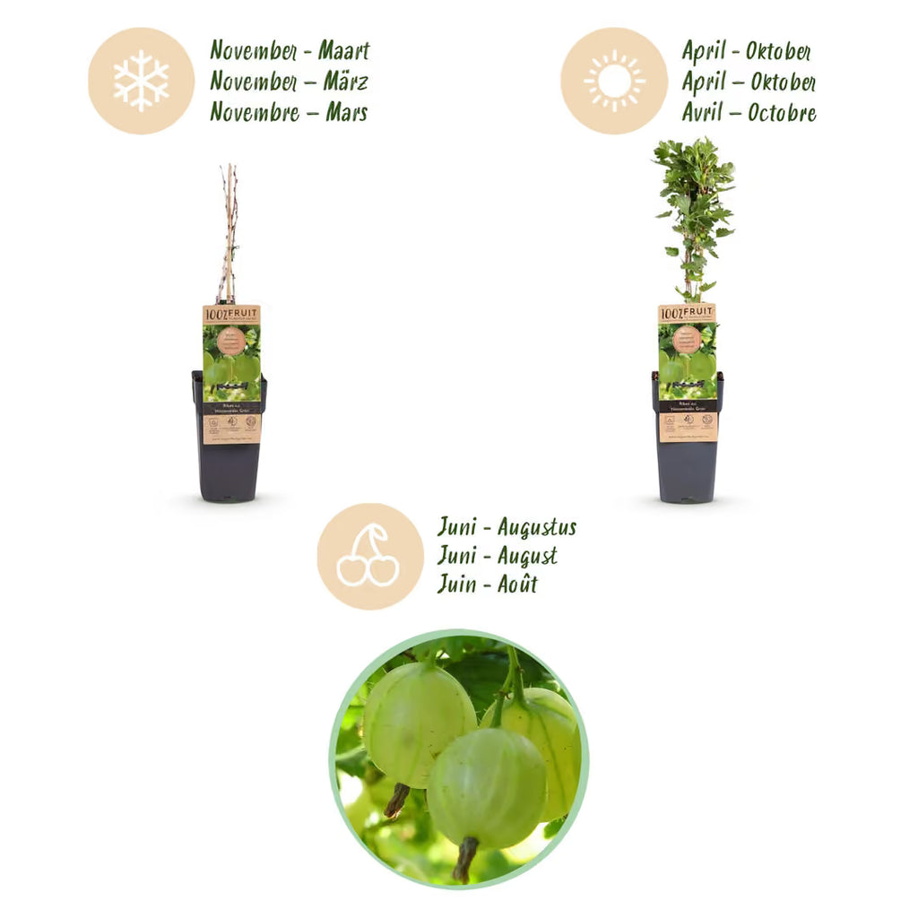Kruisbes Hinnonmäki, fruitgewas voor de tuin, kenmerkend blad