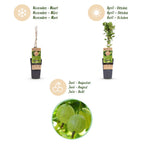 Kruisbes Hinnonmäki, fruitgewas voor de tuin, kenmerkend blad