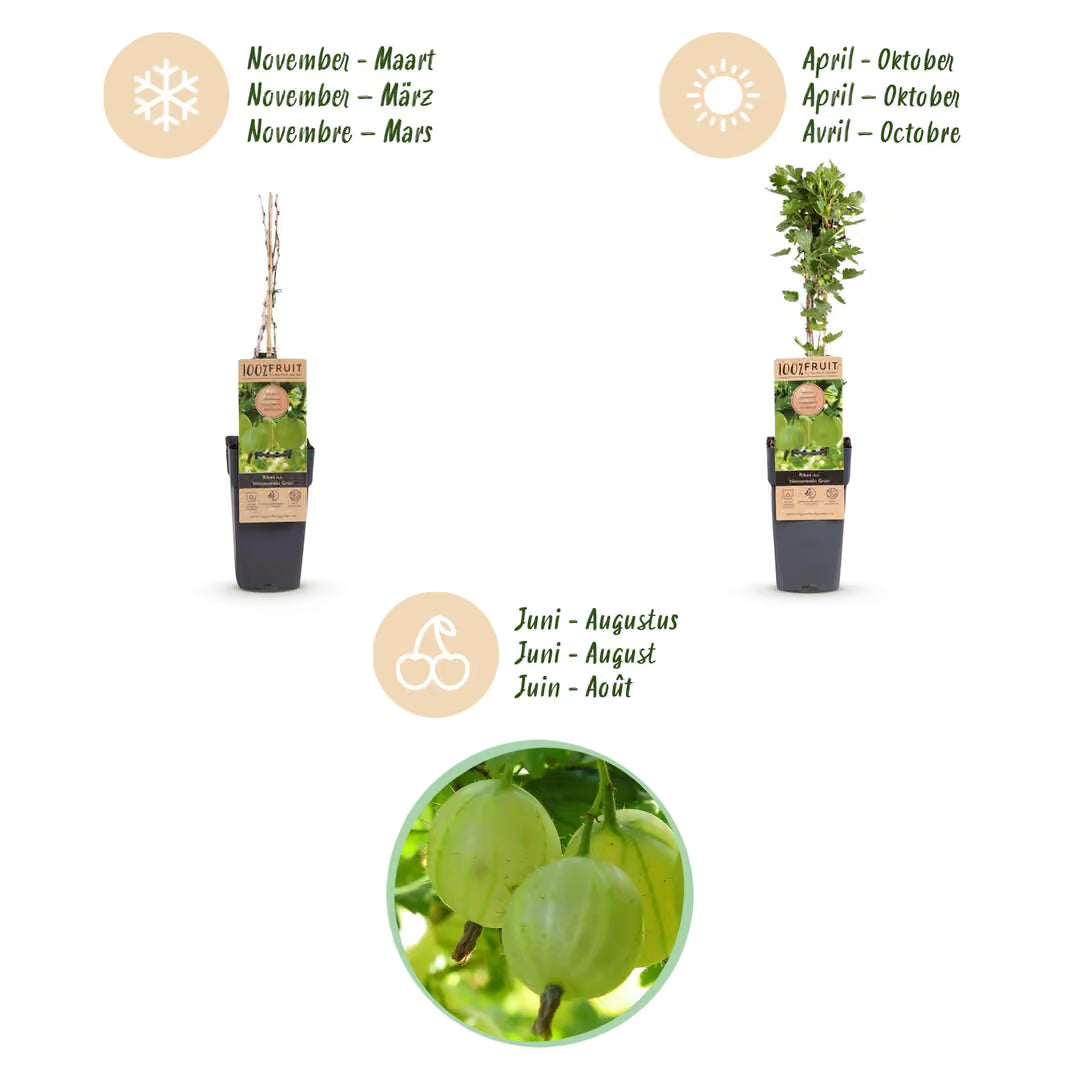 Kruisbes Hinnonmäki, fruitgewas voor de tuin, kenmerkend blad