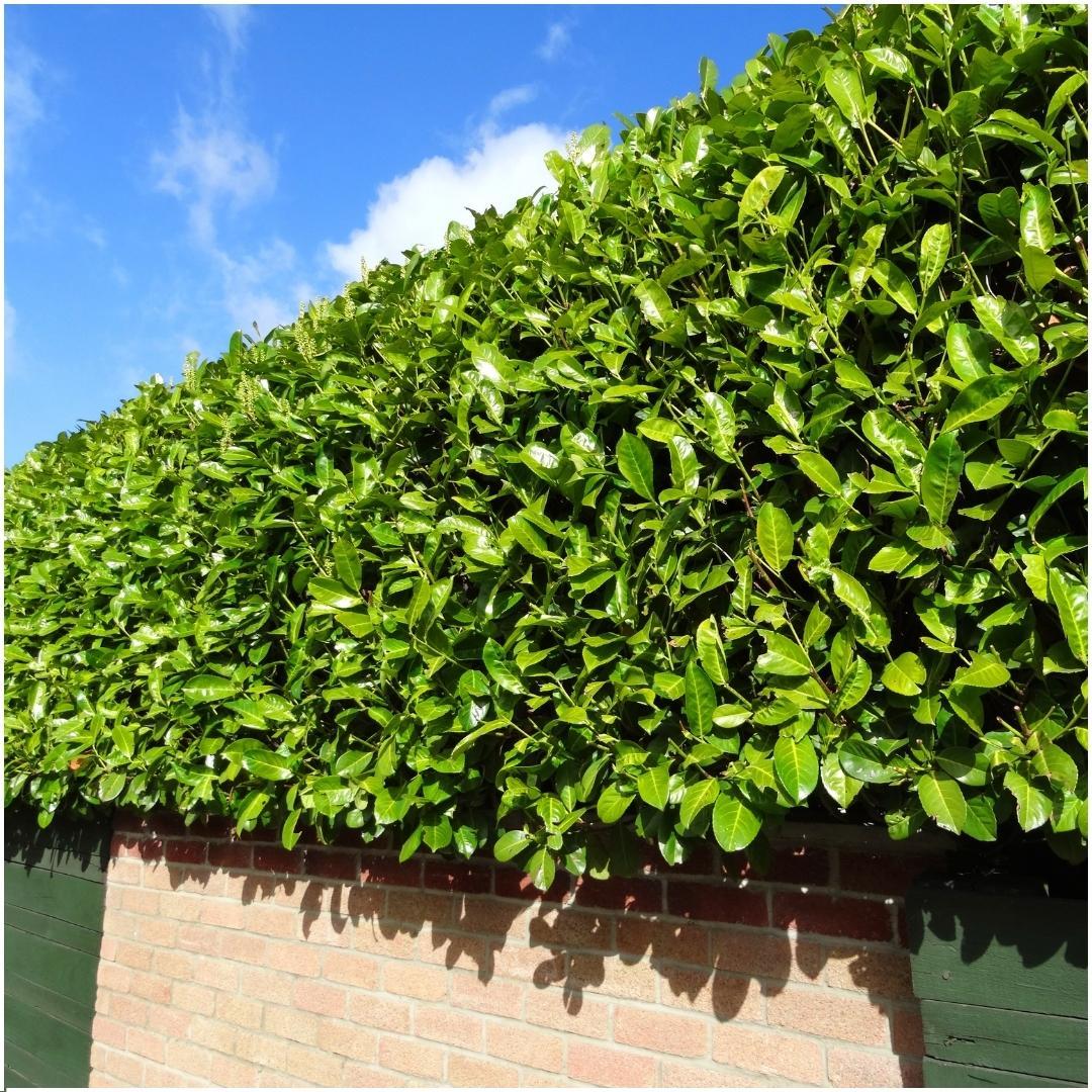 Laurierkers haag Prunus 'Novita', 6 planten voor 1 meter, plant in pot