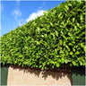 1 meter Laurierkers haag - Prunus laurocerasus 'Novita' - Set van 6 haagplanten - Groenblijvende haag