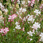 Gaura lindheimeri duo - prachtkaars roze en wit - 24 planten