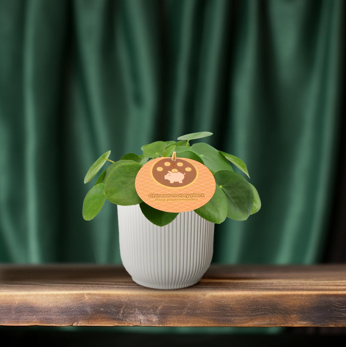 Detailfoto van Pilea Peperomioides