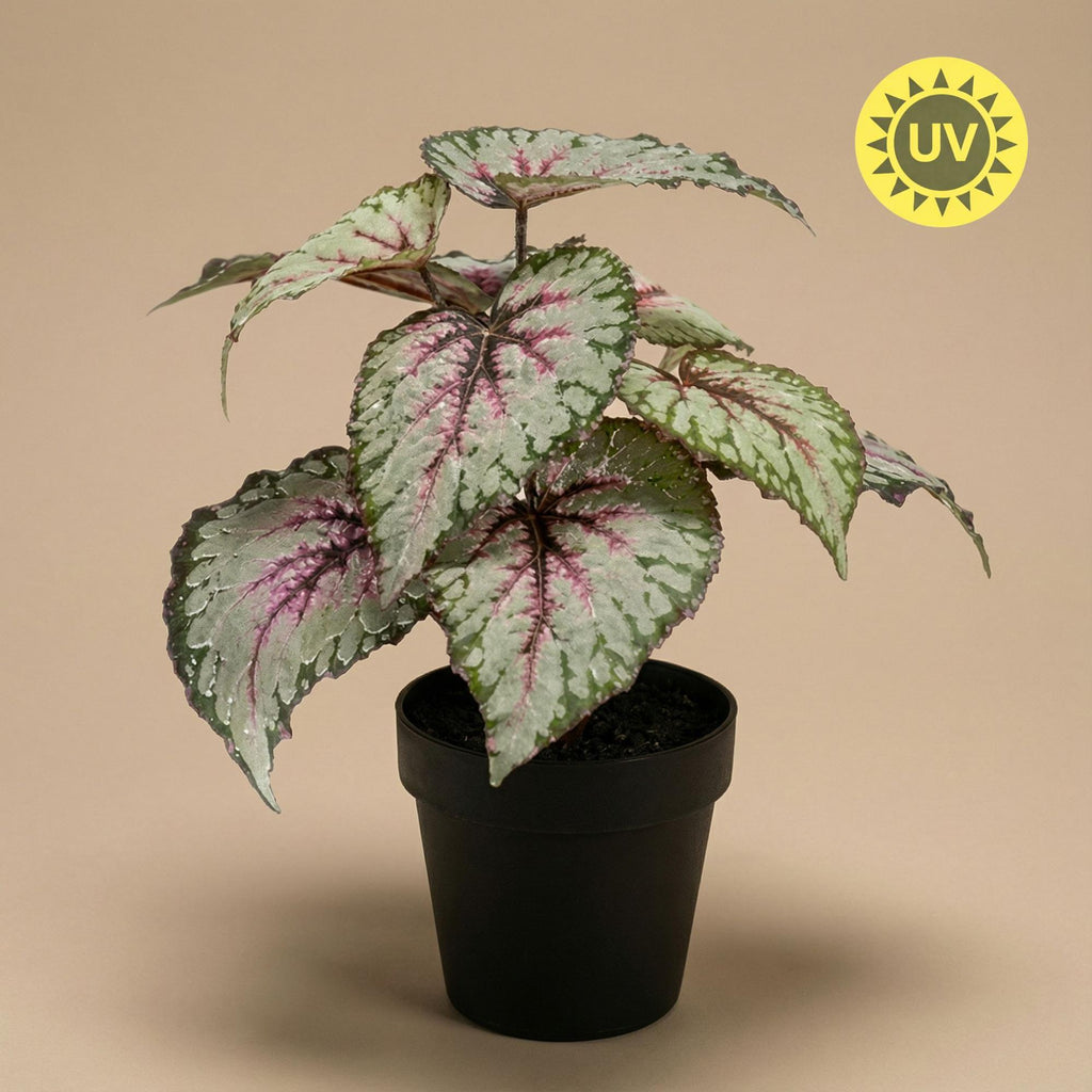 Begonia, plant in pot