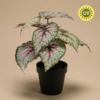 Begonia, plant in pot