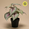 Begonia