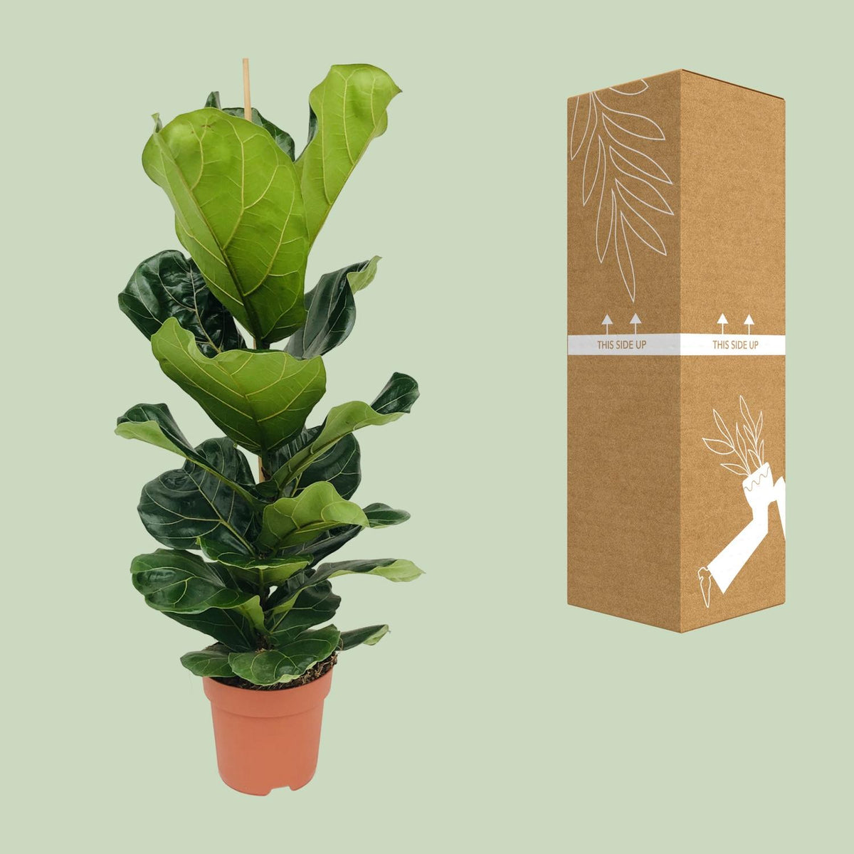 Detailfoto van Ficus lyrata, vioolbladplant met groot blad, 100 cm hoog
