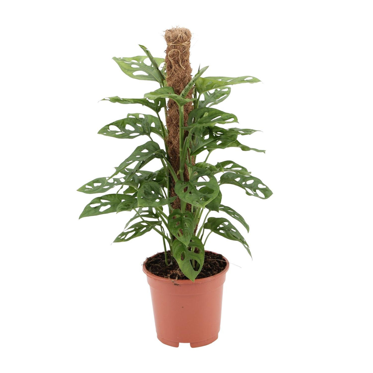 Productfoto van Monstera monkey