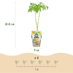 Framboos Rubus idaeus Fallgold, plant in pot