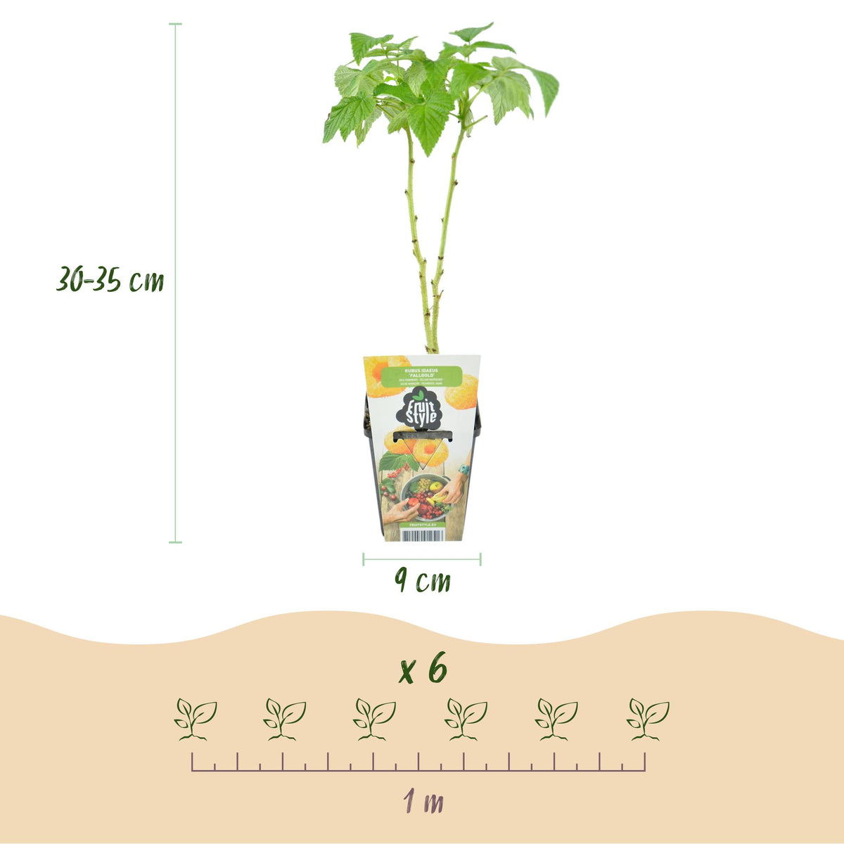 Framboos Rubus idaeus Fallgold, plant in pot