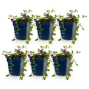 Vinca minor &