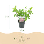 Hydrangea panniculata Pink Diamond, groene bladeren