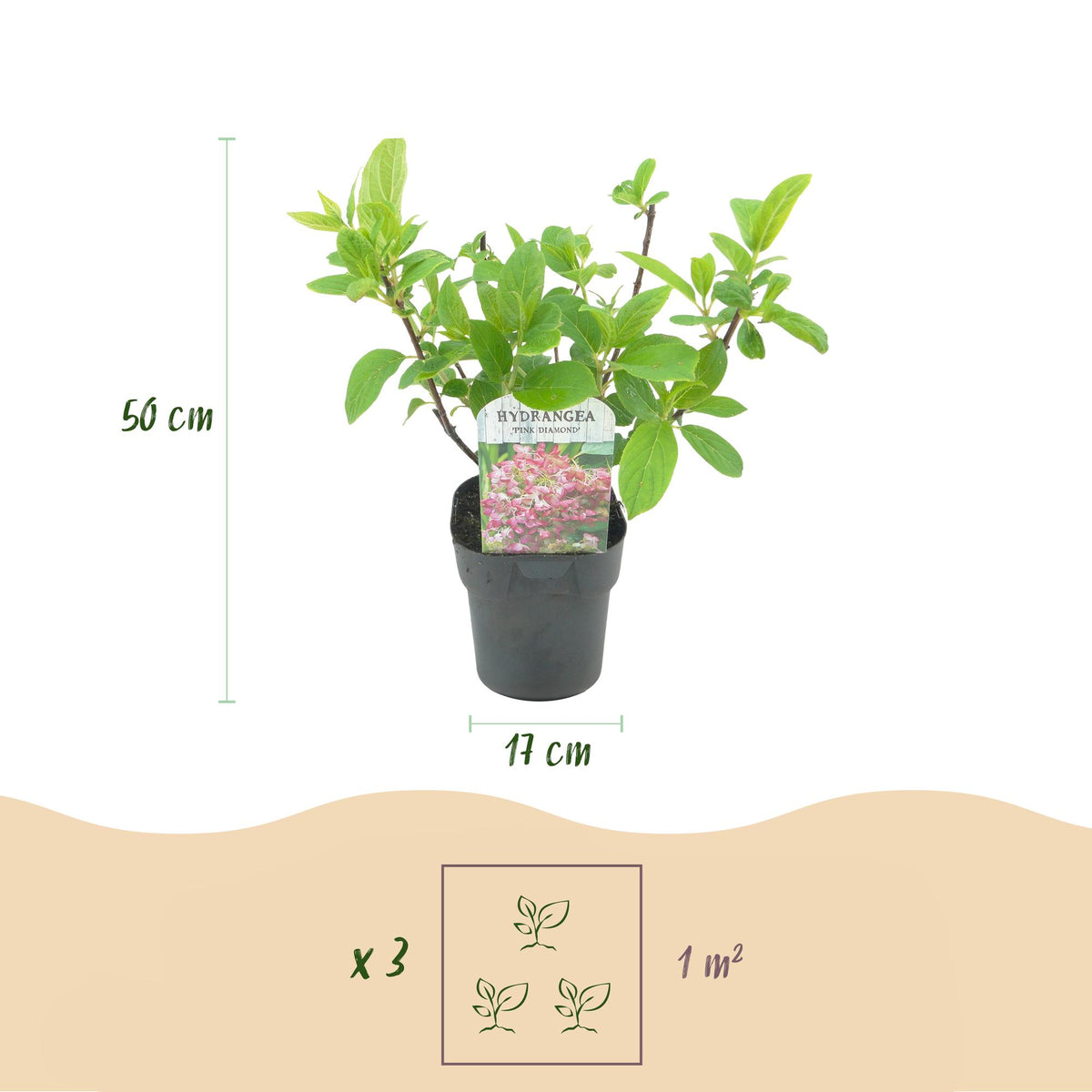 Hydrangea panniculata Pink Diamond, groene bladeren
