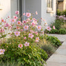Herfst anemoon hup. Splendens, met donker roze bloemen