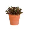 Peperomia graveolens - in terracotta pot