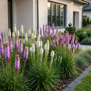 Liatris Duo - Lampenpoetserplant - Roze - Wit - 12 Planten