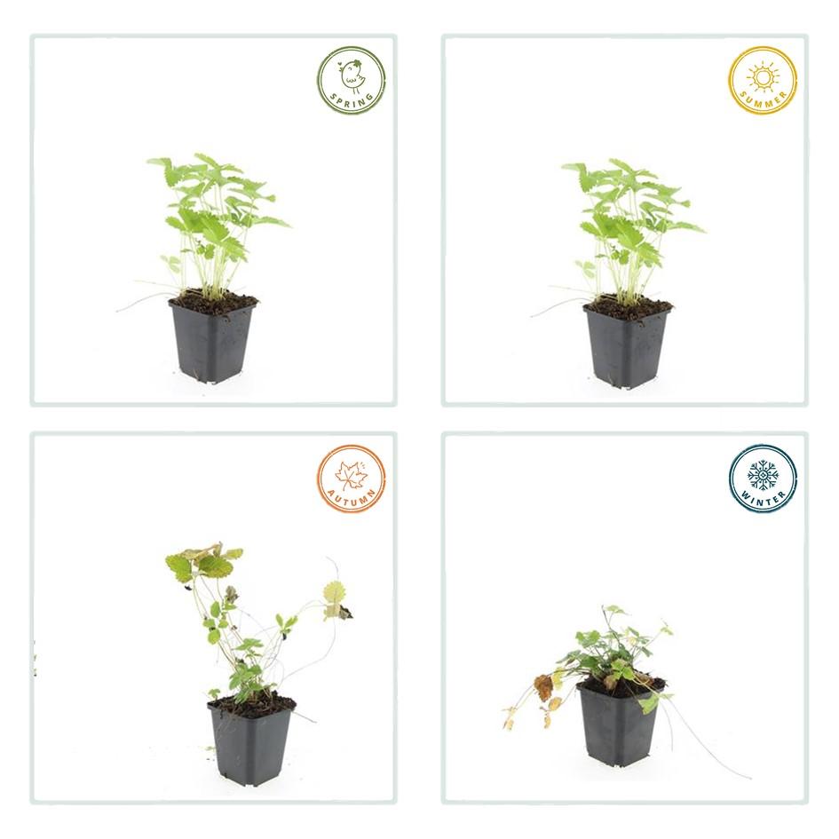Fragaria vesca, groene bladeren