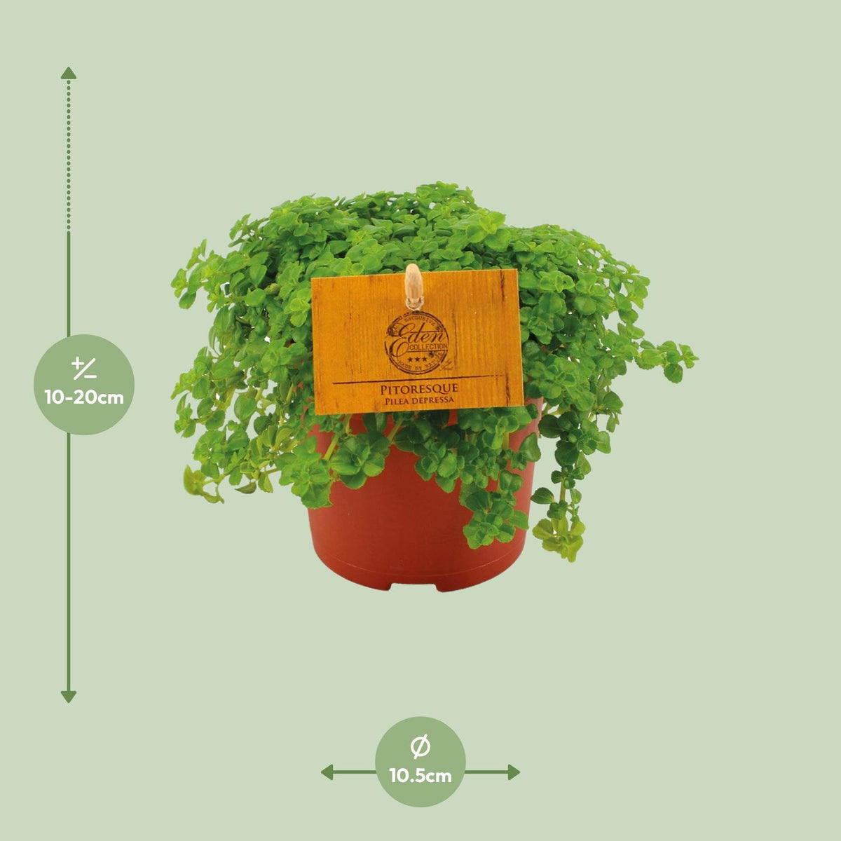 Detailfoto van Pilea Depressa