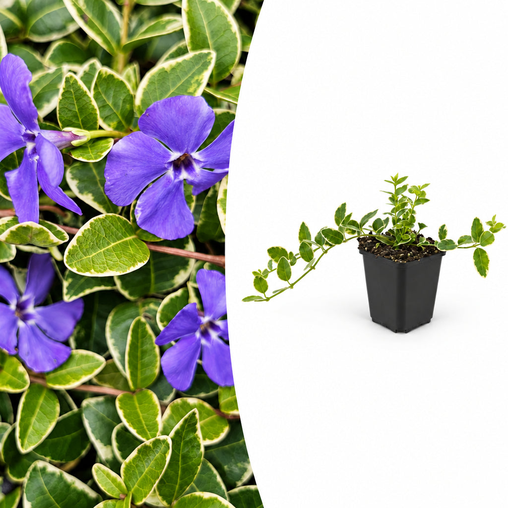 Vinca minor 'Argenteovariegata', plant in pot