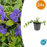 Vinca minor 'Argenteovariegata'
