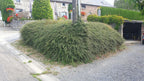 Cotoneaster suec. 'Coral Beauty', sierlijke plant