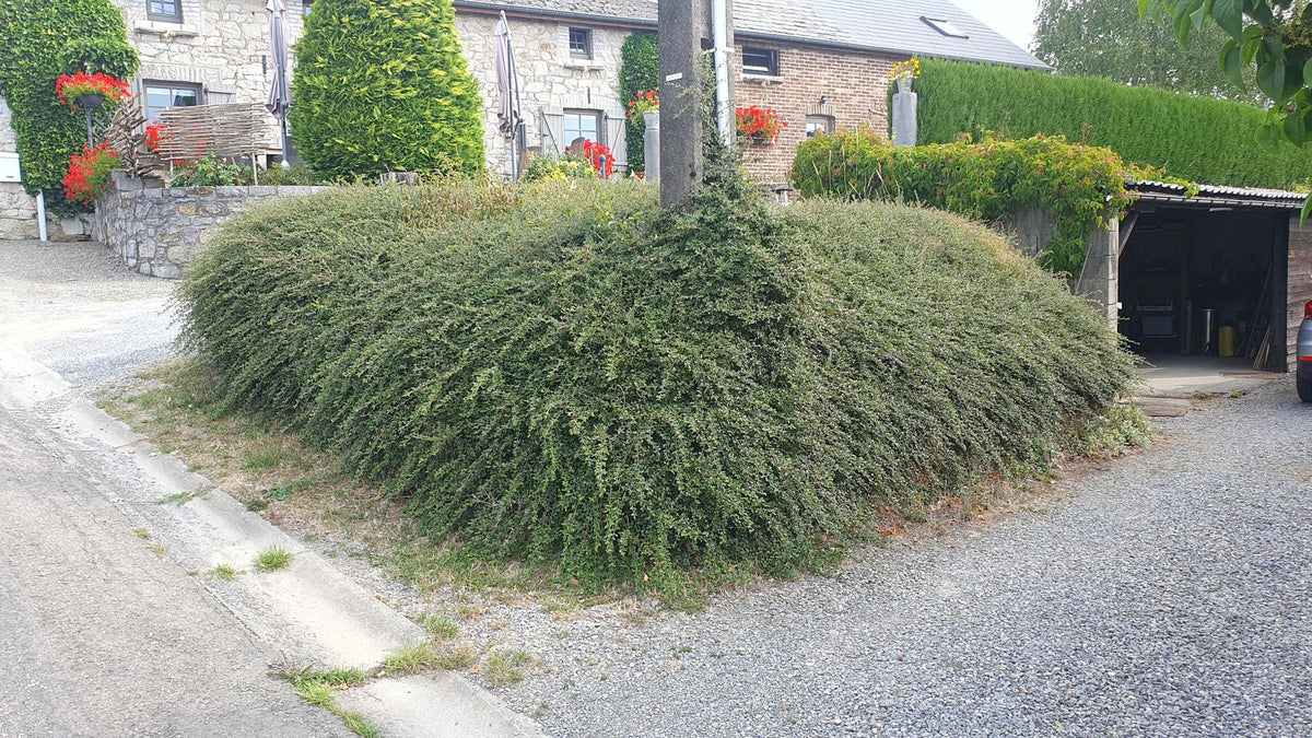 Cotoneaster suec. 'Coral Beauty', sierlijke plant