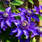 Clematis 'Multi Blue' klimplant, blauw, P9 pot, detail van het blad