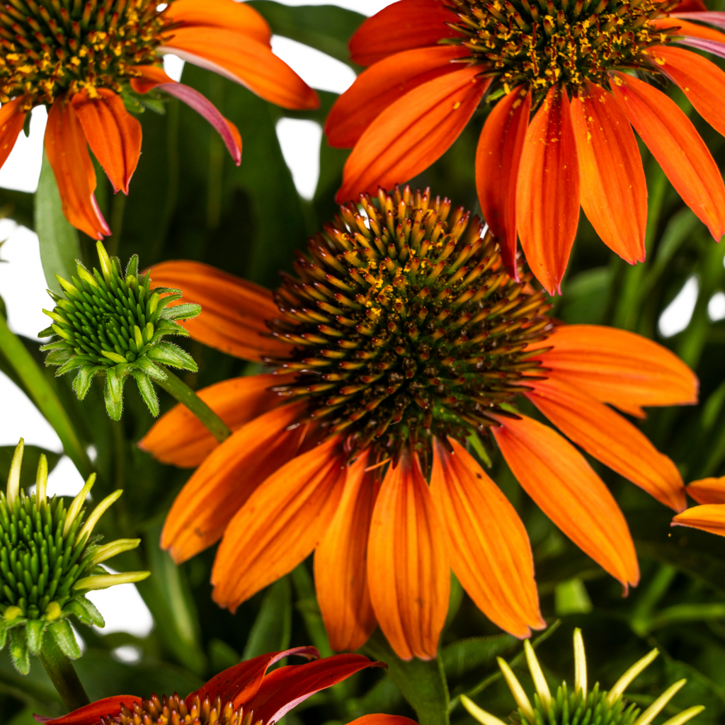 Echinacea Purpurea Orange, kenmerkend blad