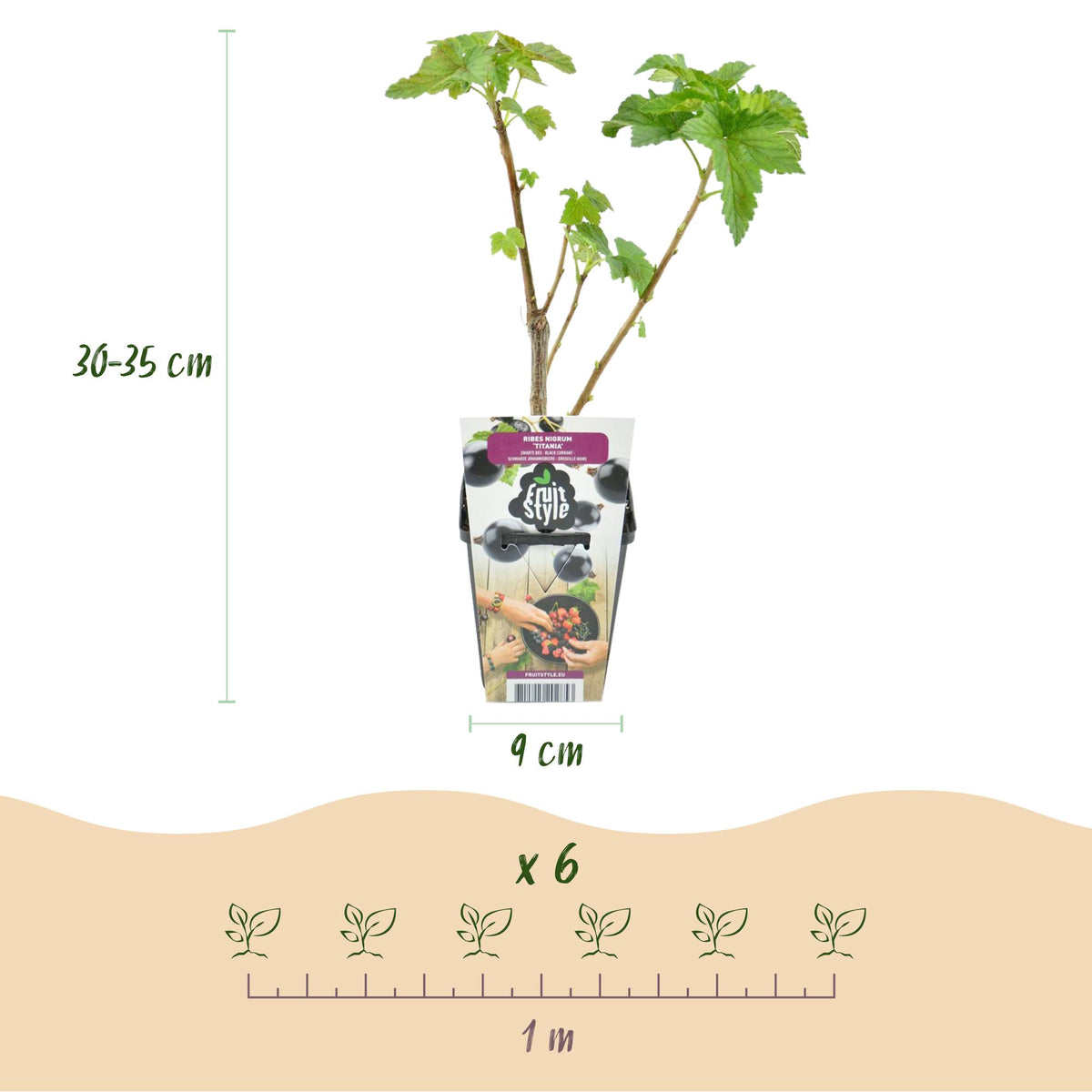 Zwarte bes Ribes nigrum Titania, groeiwijze van de plant