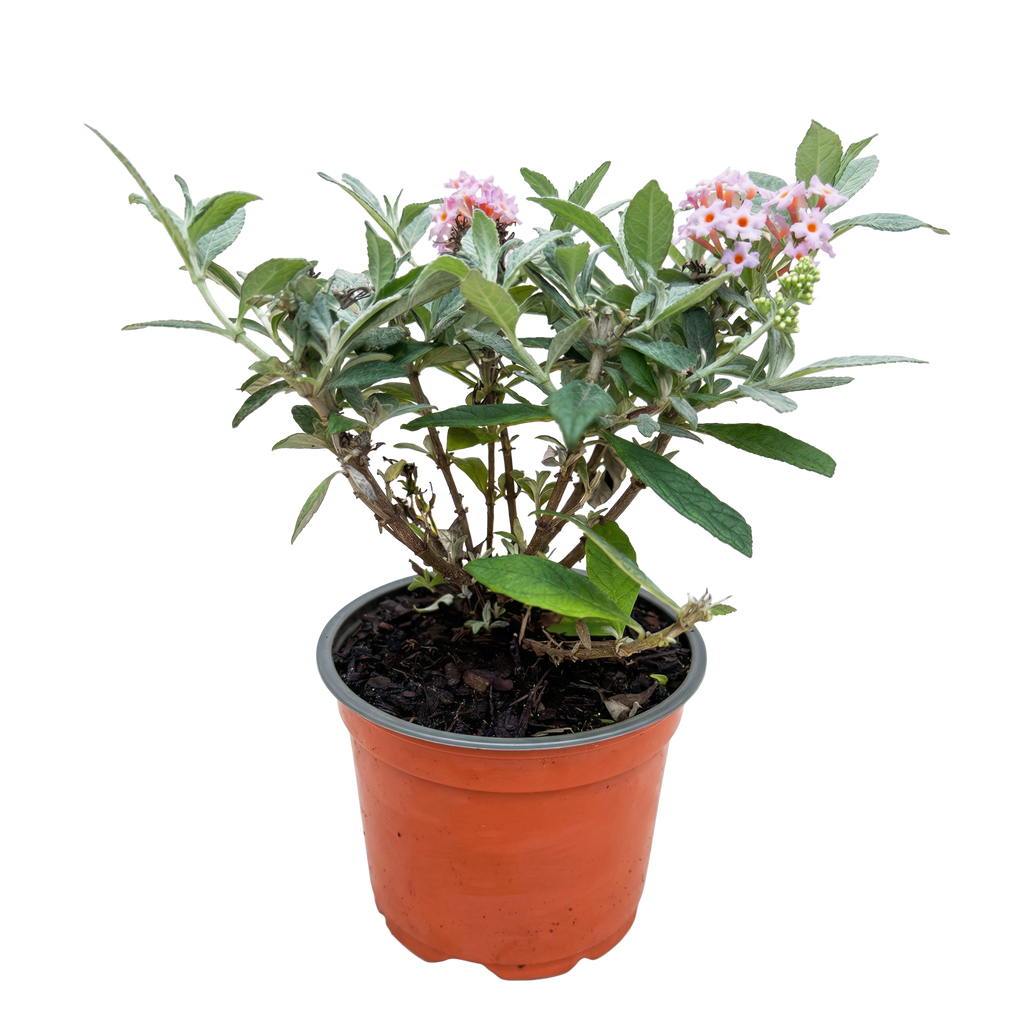 Vlinderstruik Butterfly Candy Little Pink, gezonde plant voor binnen of in de tuin