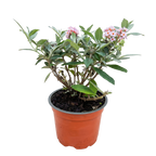 Vlinderstruik Butterfly Candy Little Pink, gezonde plant voor binnen of in de tuin