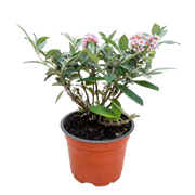 Vlinderstruik Butterfly Candy Little Pink