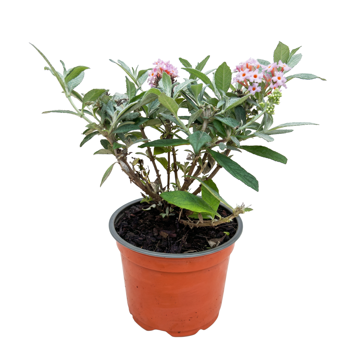 Vlinderstruik Butterfly Candy Little Pink, gezonde plant voor binnen of in de tuin