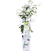 Trachelospermum &