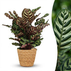 Pauwenplant (Calathea Makoyana) met Mand, detail van het blad
