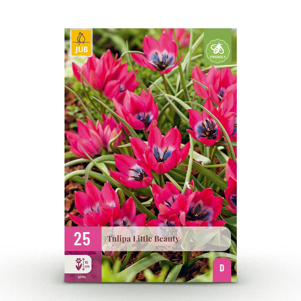 Tulp Little Beauty, kenmerkend blad