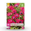 Tulp Little Beauty, kenmerkend blad