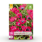 Tulp Little Beauty, kenmerkend blad