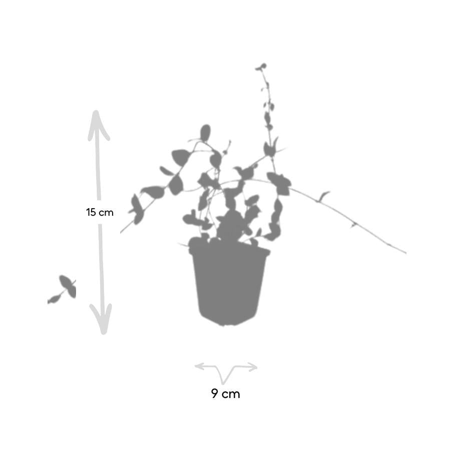 Productafbeelding van Pureplant