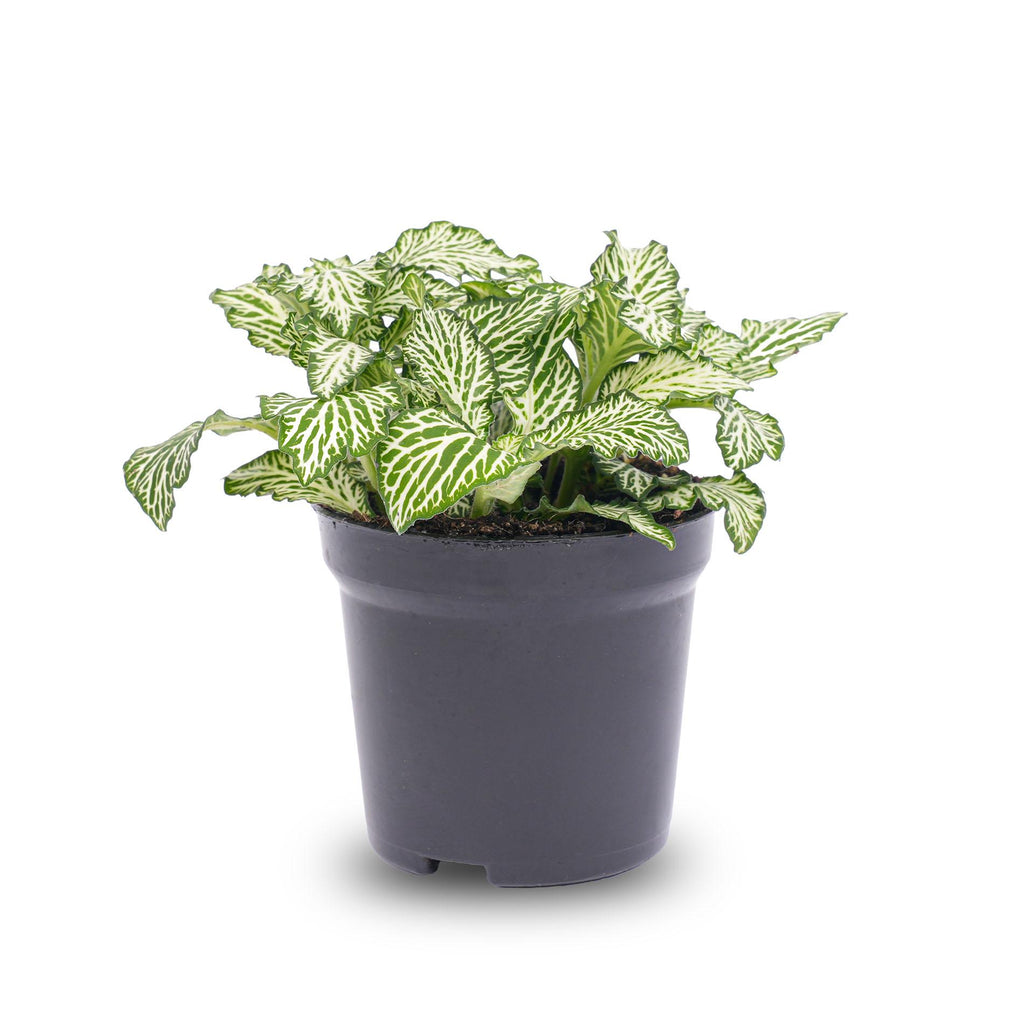 Fittonia 'White Tiger', mozaïekplantje met witte nerven, detail van het blad