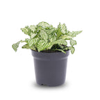 Fittonia 'White Tiger', mozaïekplantje met witte nerven, detail van het blad