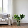 Monstera in mand - palmblad