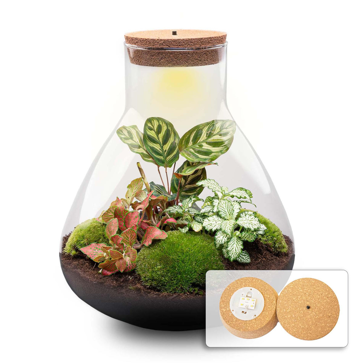 Detailfoto van DIY terrarium Sam XL Red met licht, zonder gereedschap