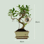Bonsai S vorm Boom, kenmerkend blad